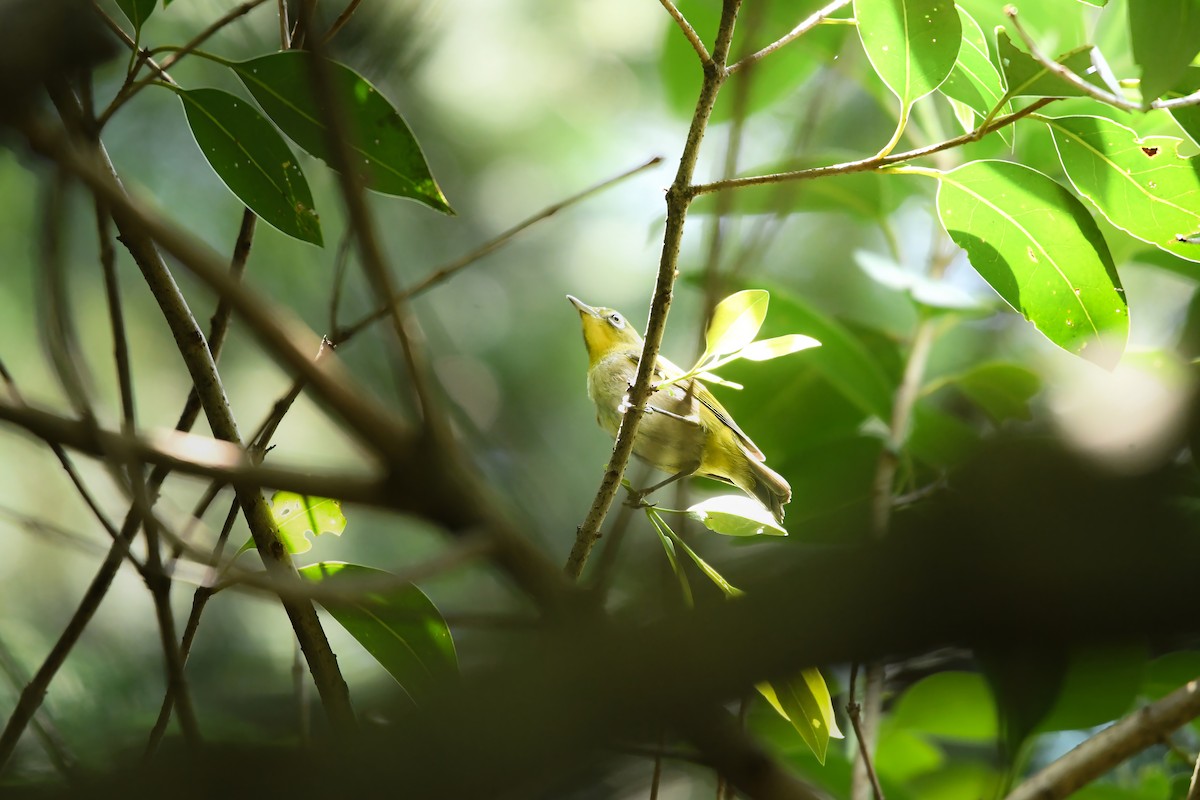 Warbling White-eye - ML645423403