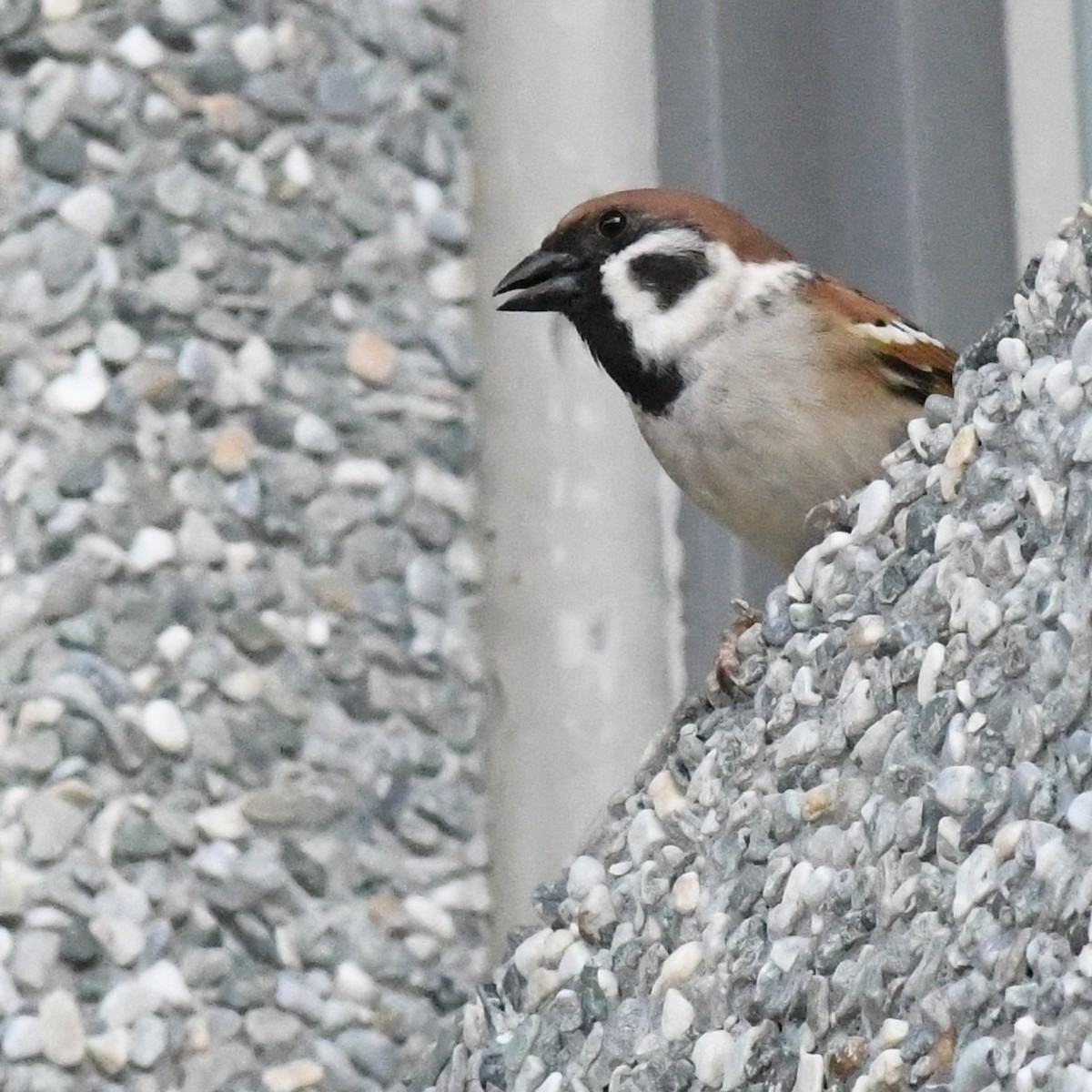 Ağaç Serçesi - ML645423406