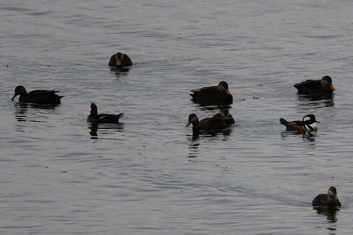 kachna tmavá - ML645423407