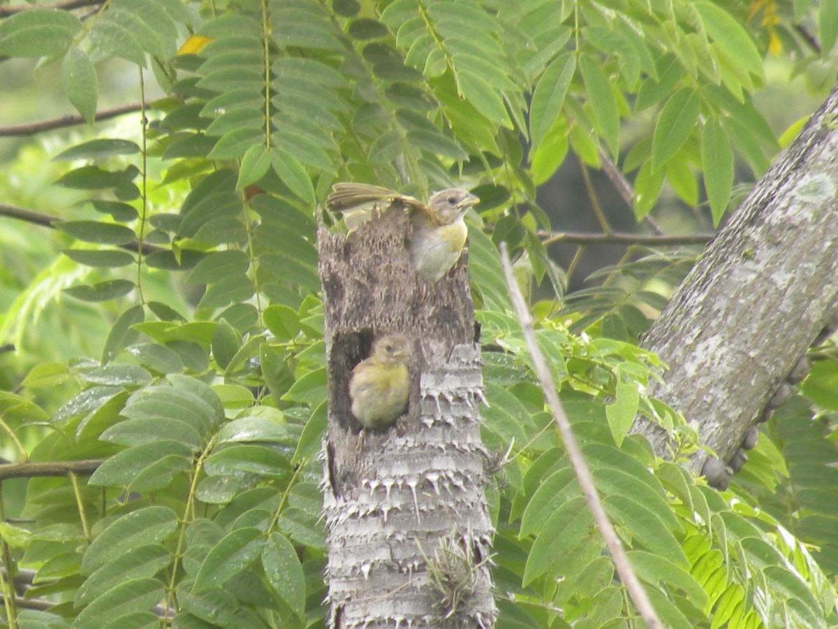 Saffron Finch - ML645423412