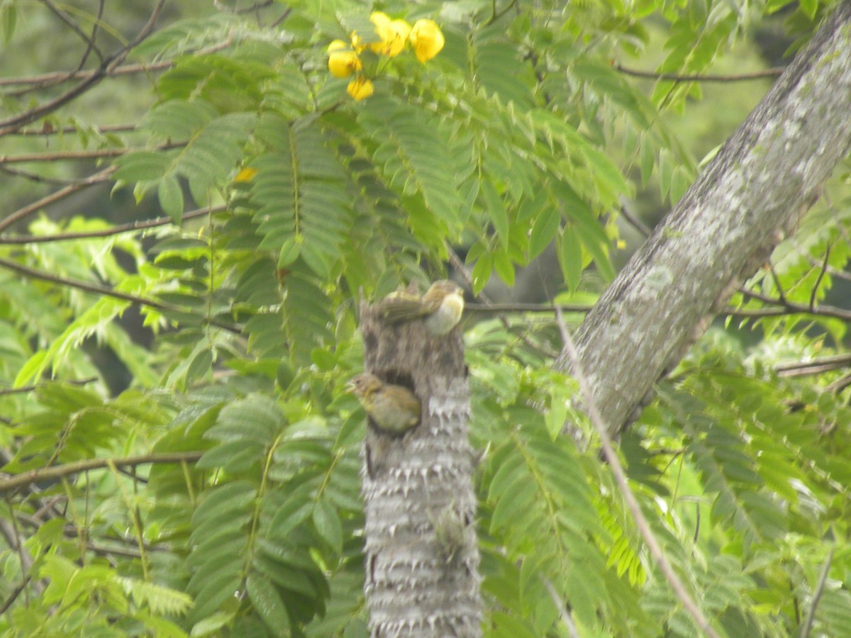 Saffron Finch - ML645423414