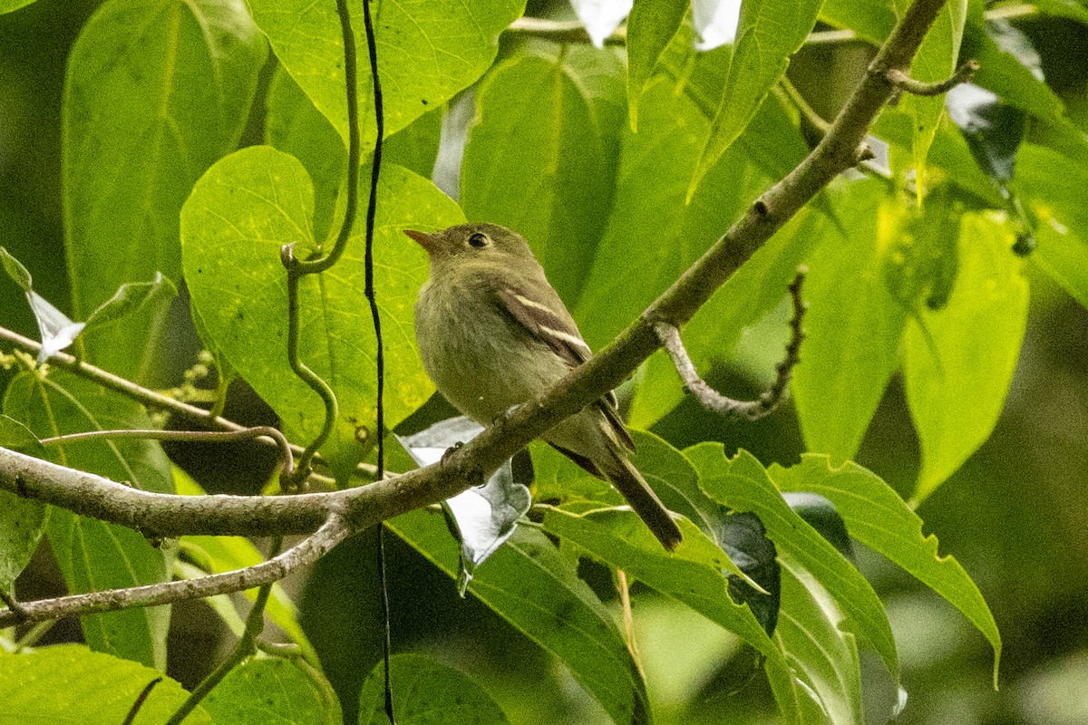 Mosquero Ventriamarillo - ML645423434