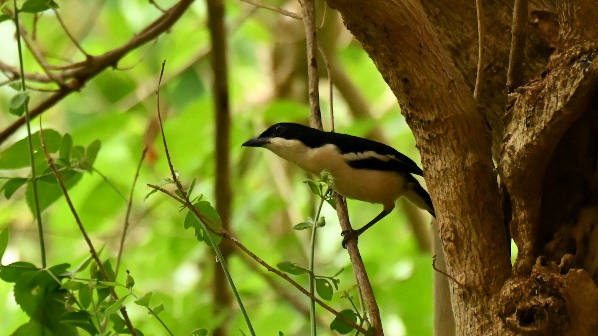 Tropical Boubou - ML645423443