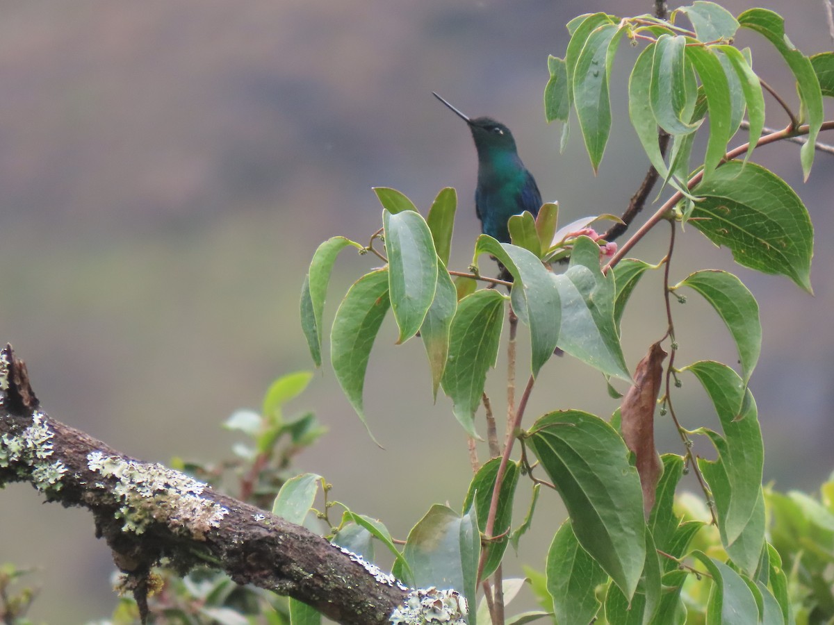 Great Sapphirewing - ML645423447