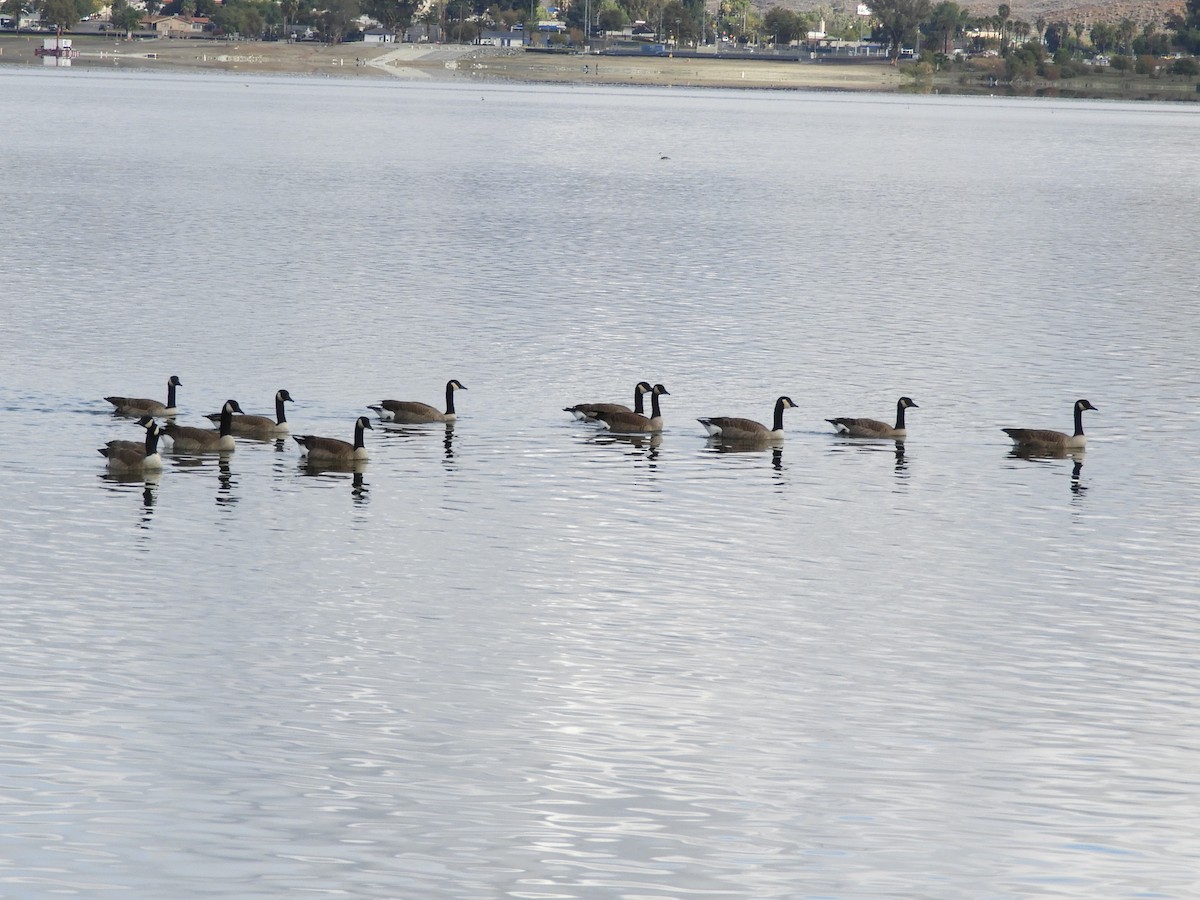 Canada Goose - ML645423463
