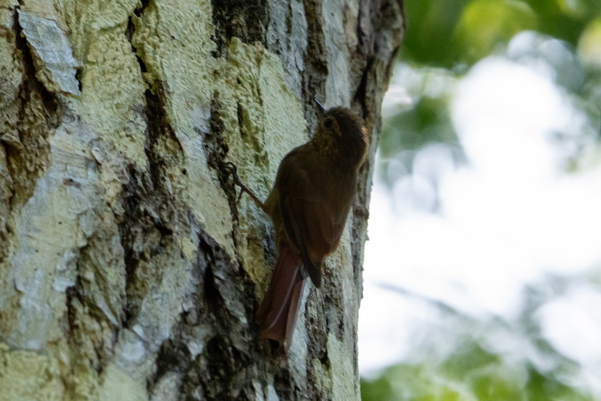 Wedge-billed Woodcreeper - ML645423464