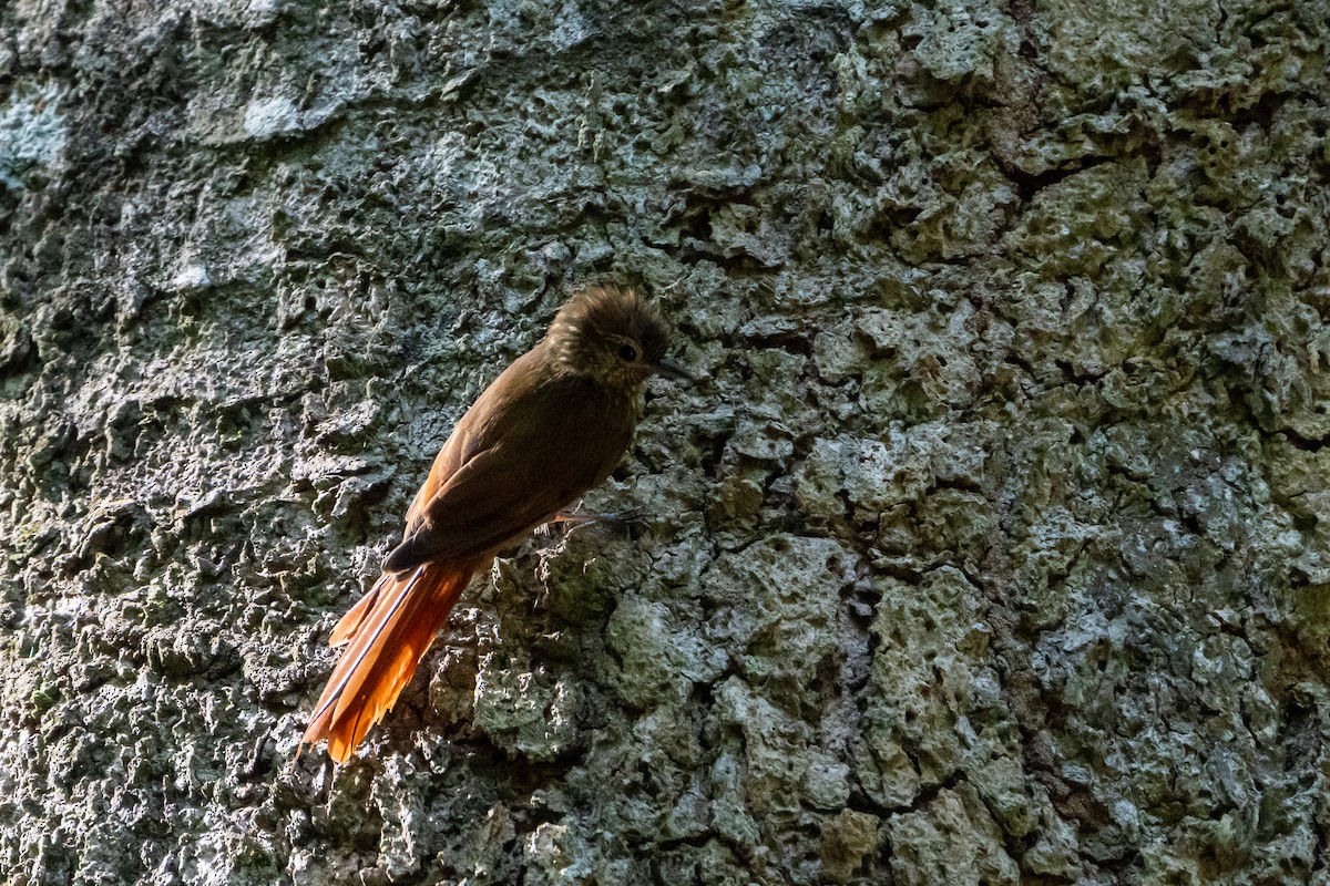 Wedge-billed Woodcreeper - ML645423465