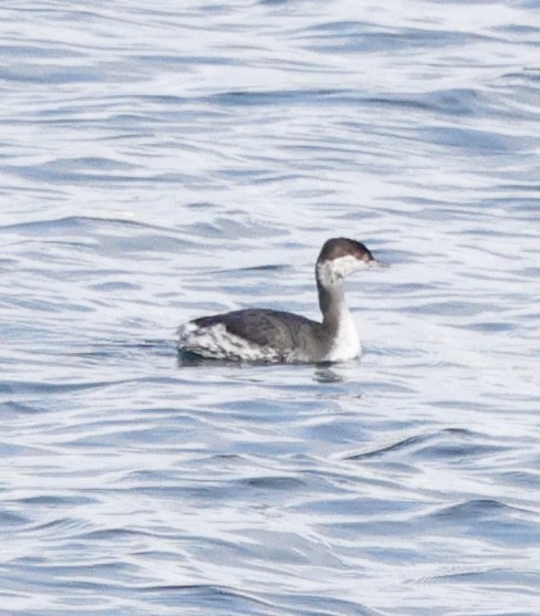 Txilinporta urrebelarria - ML645423466