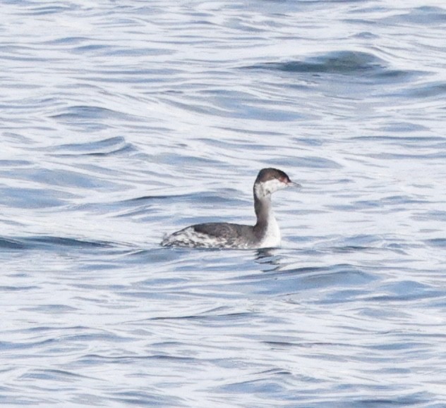 Txilinporta urrebelarria - ML645423467