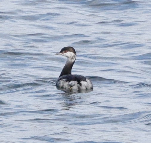 Txilinporta urrebelarria - ML645423468