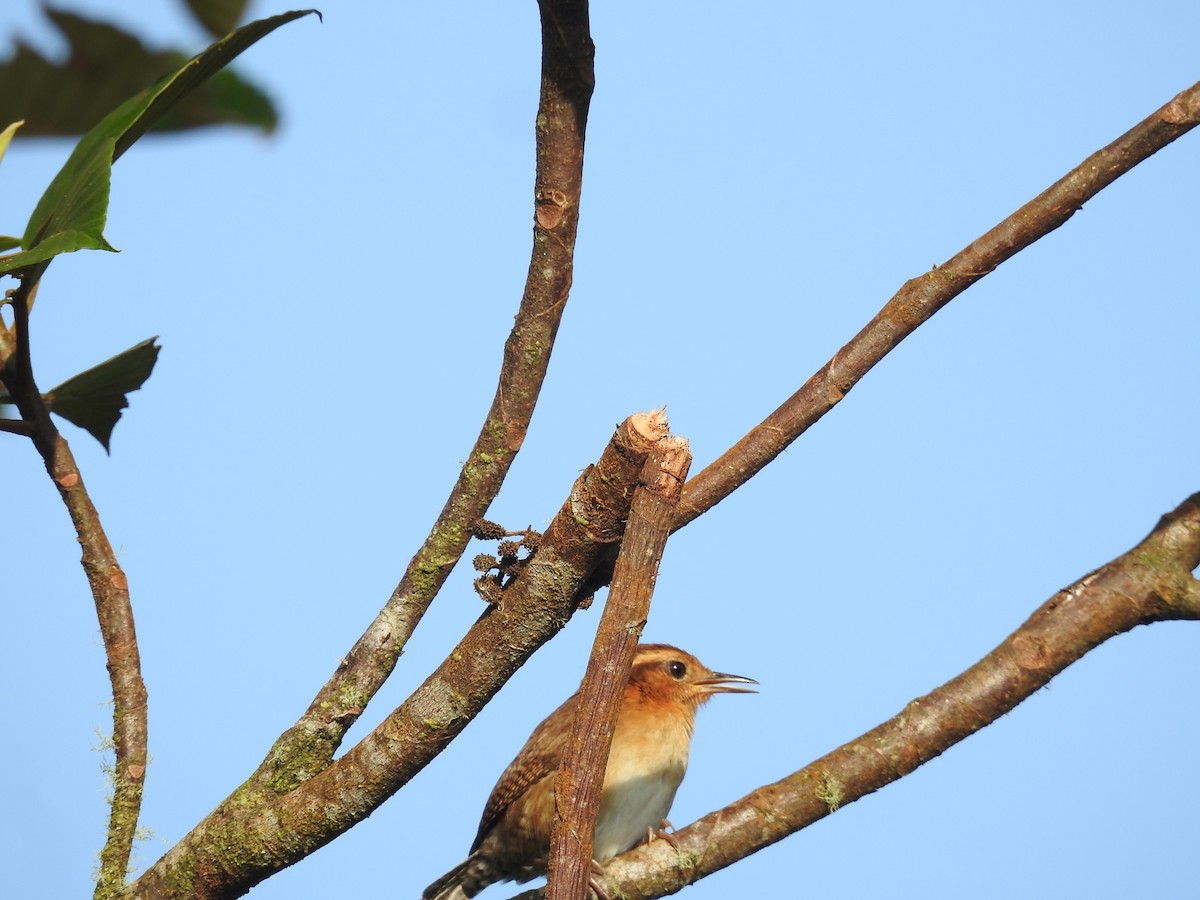 Southern House Wren - ML645423485