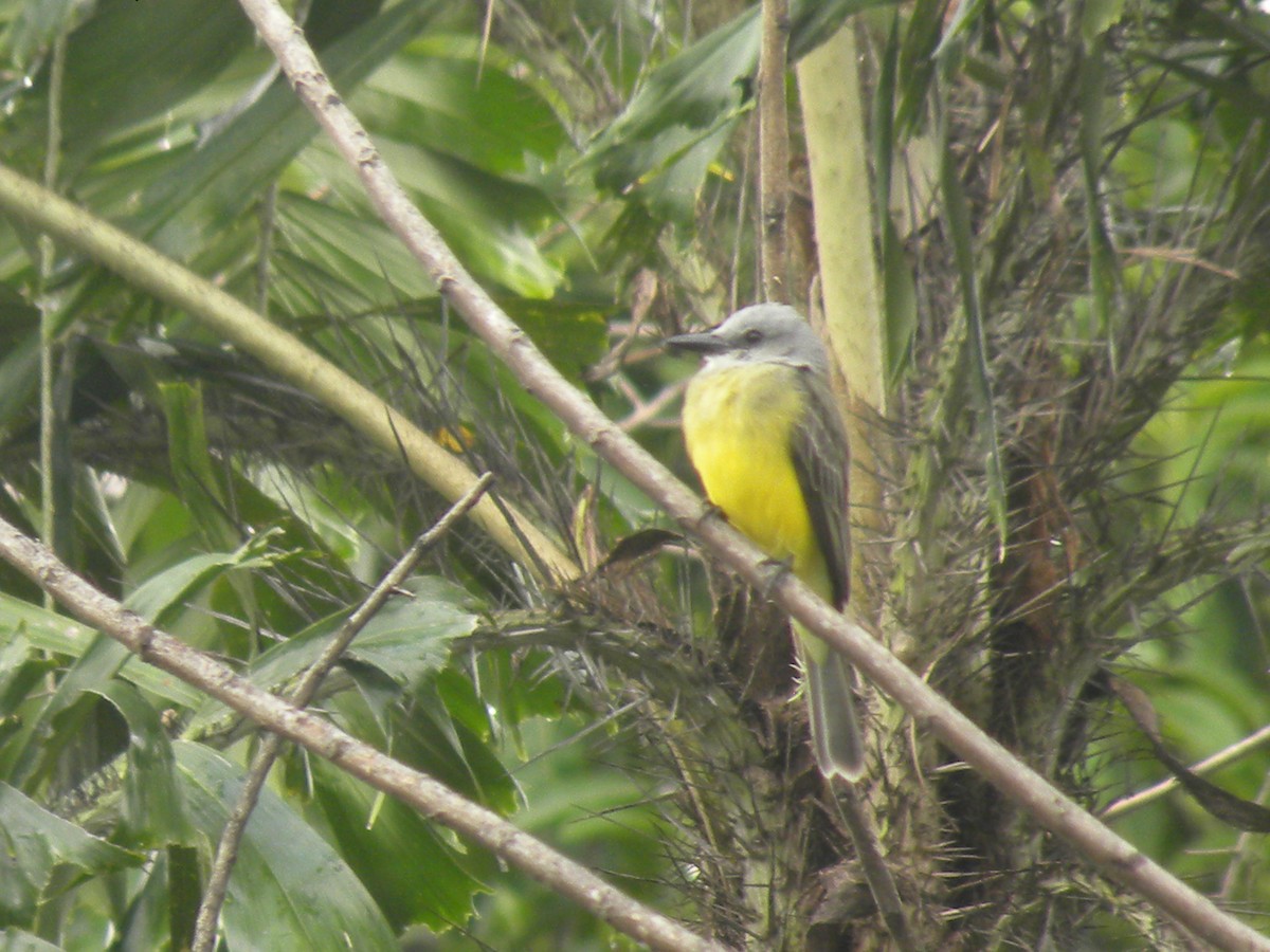 Tropical Kingbird - ML645423494