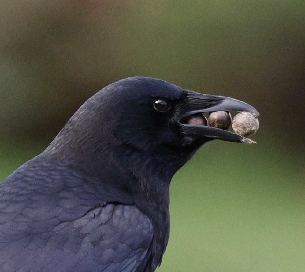 American Crow - ML645423496