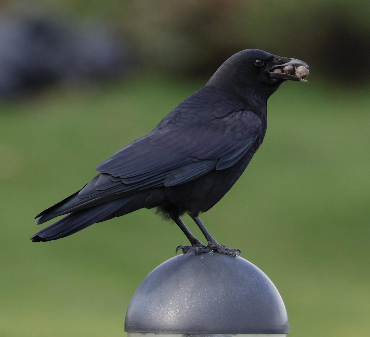 American Crow - ML645423497
