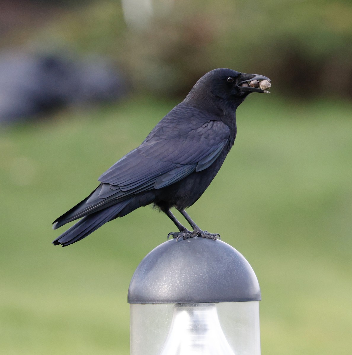 American Crow - ML645423498