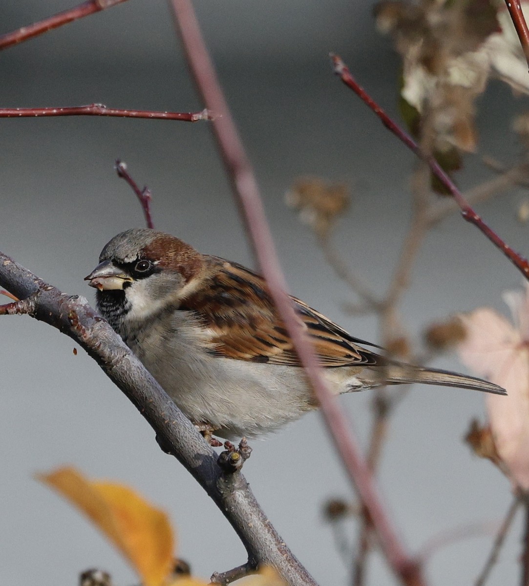 דרור הבית - ML645423535