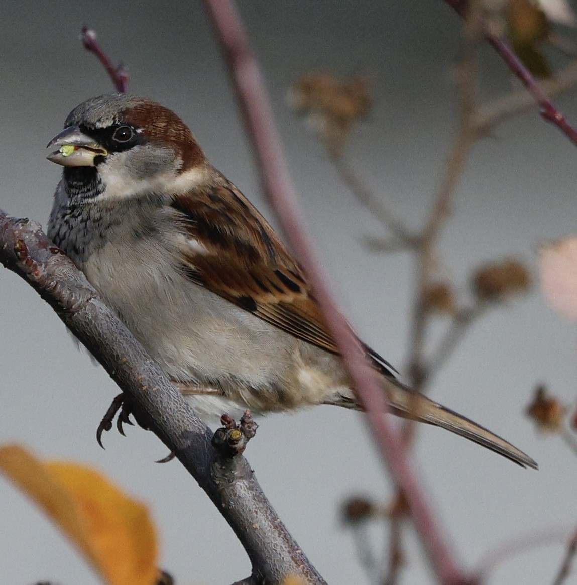 דרור הבית - ML645423536