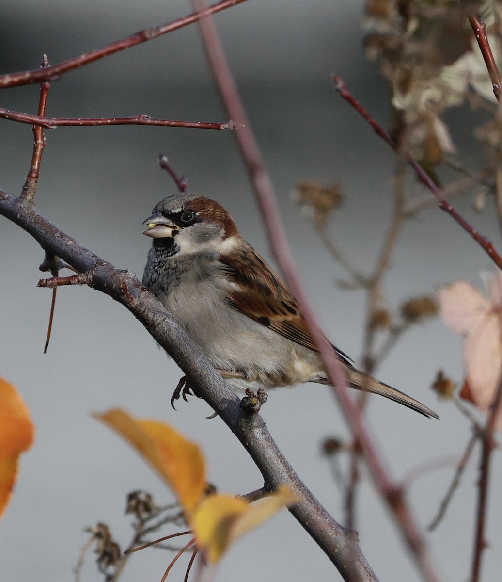 דרור הבית - ML645423537