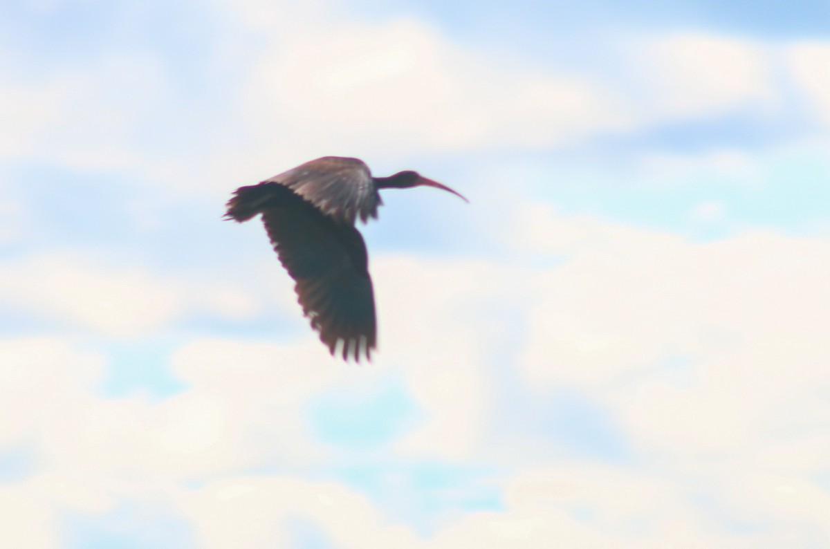 Ibis Afeitado - ML645423549