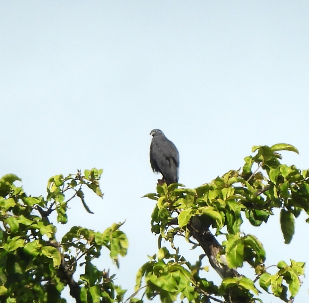 Crane Hawk - ML645423553