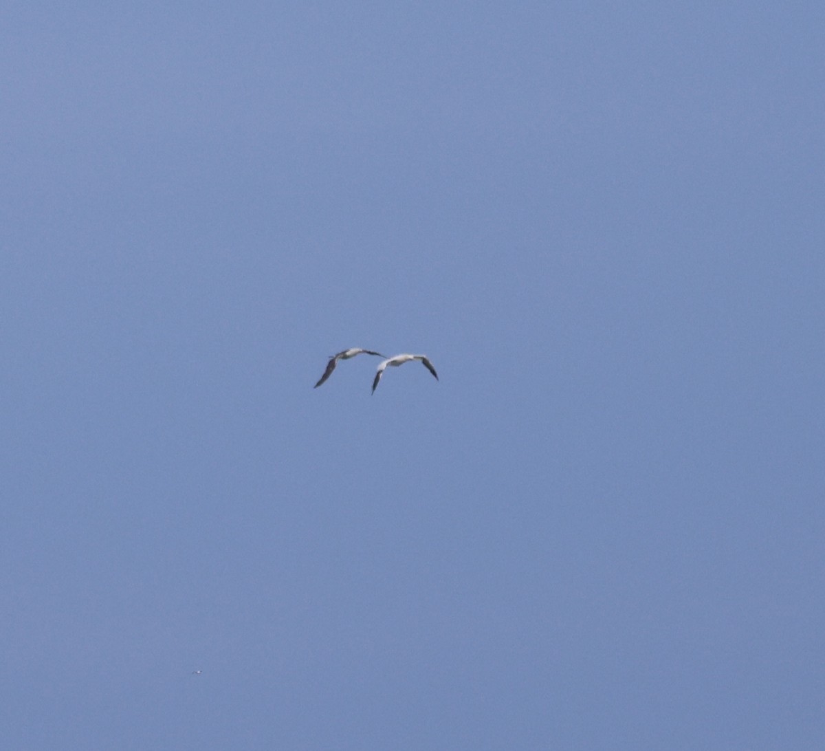 Northern Gannet - ML645423554