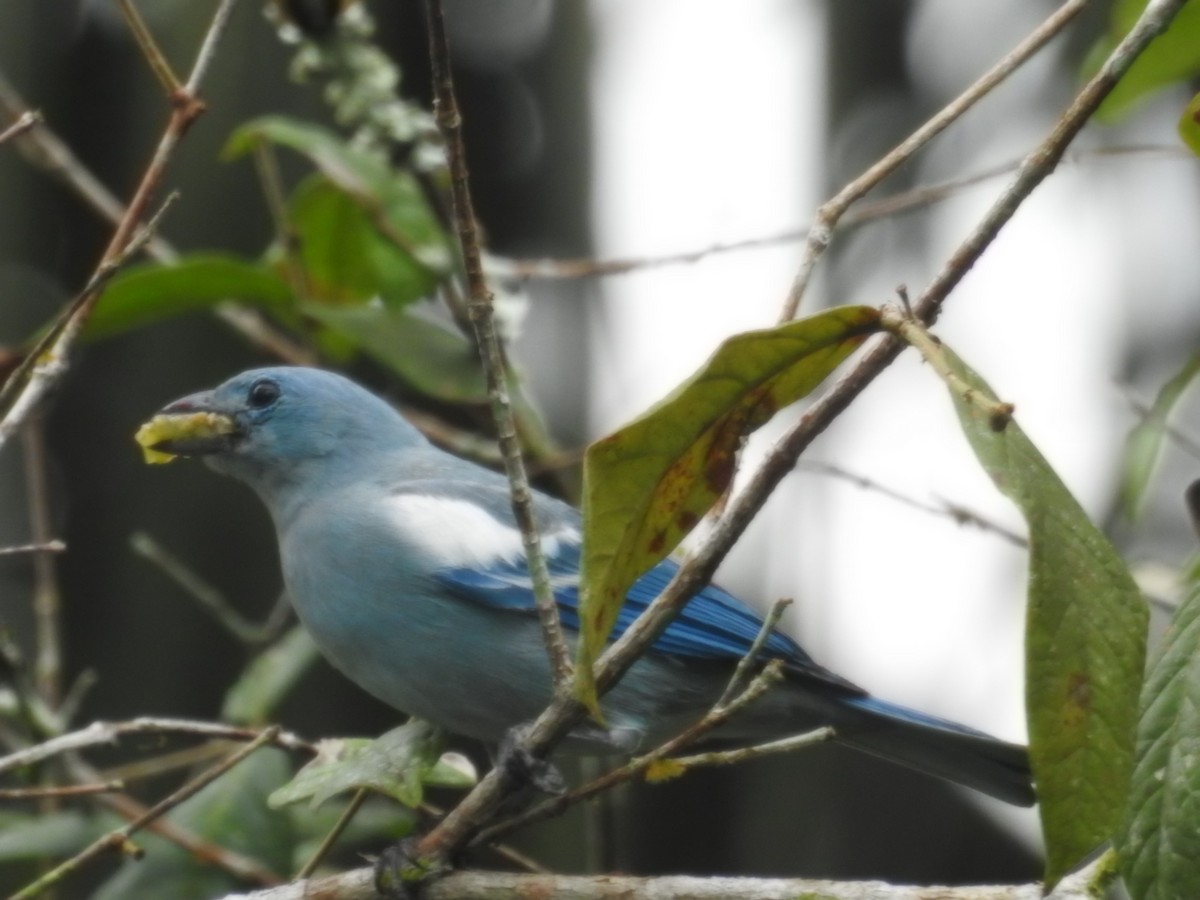 Blue-gray Tanager - ML645423556