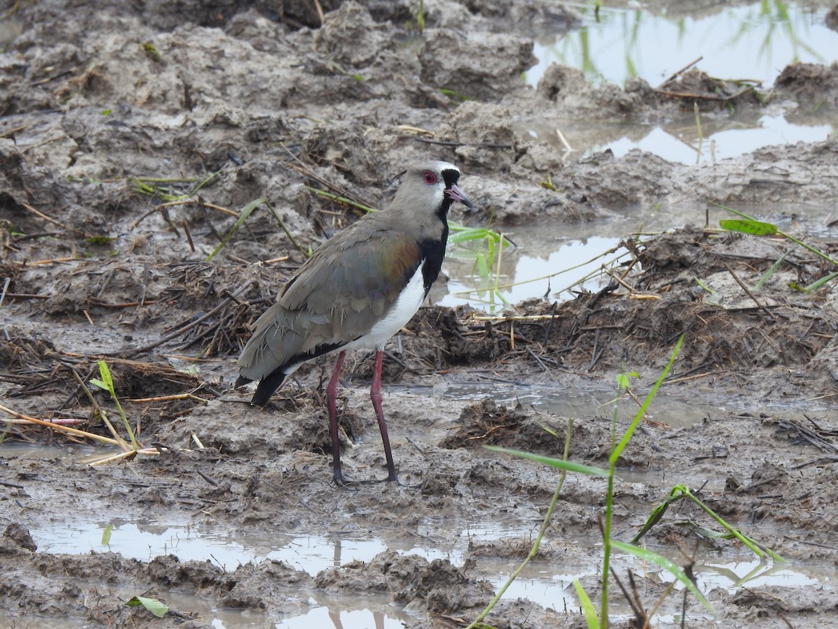 Southern Lapwing - ML645423559