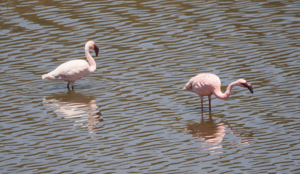 Zwergflamingo - ML645423560