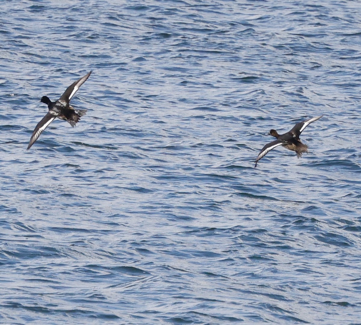 Морская чернеть - ML645423562