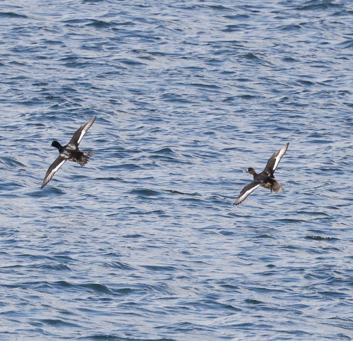 Морская чернеть - ML645423563