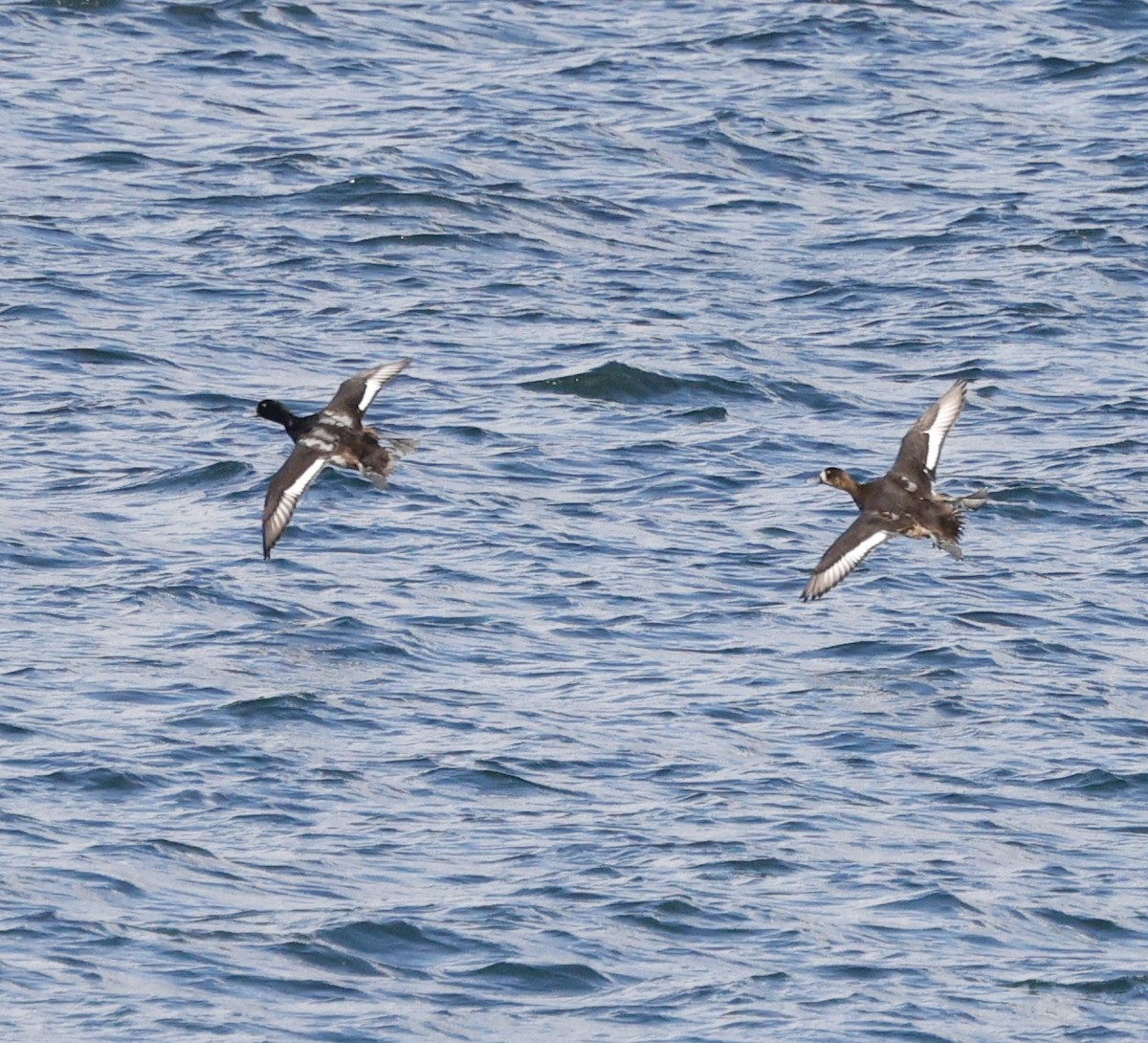 Морская чернеть - ML645423564