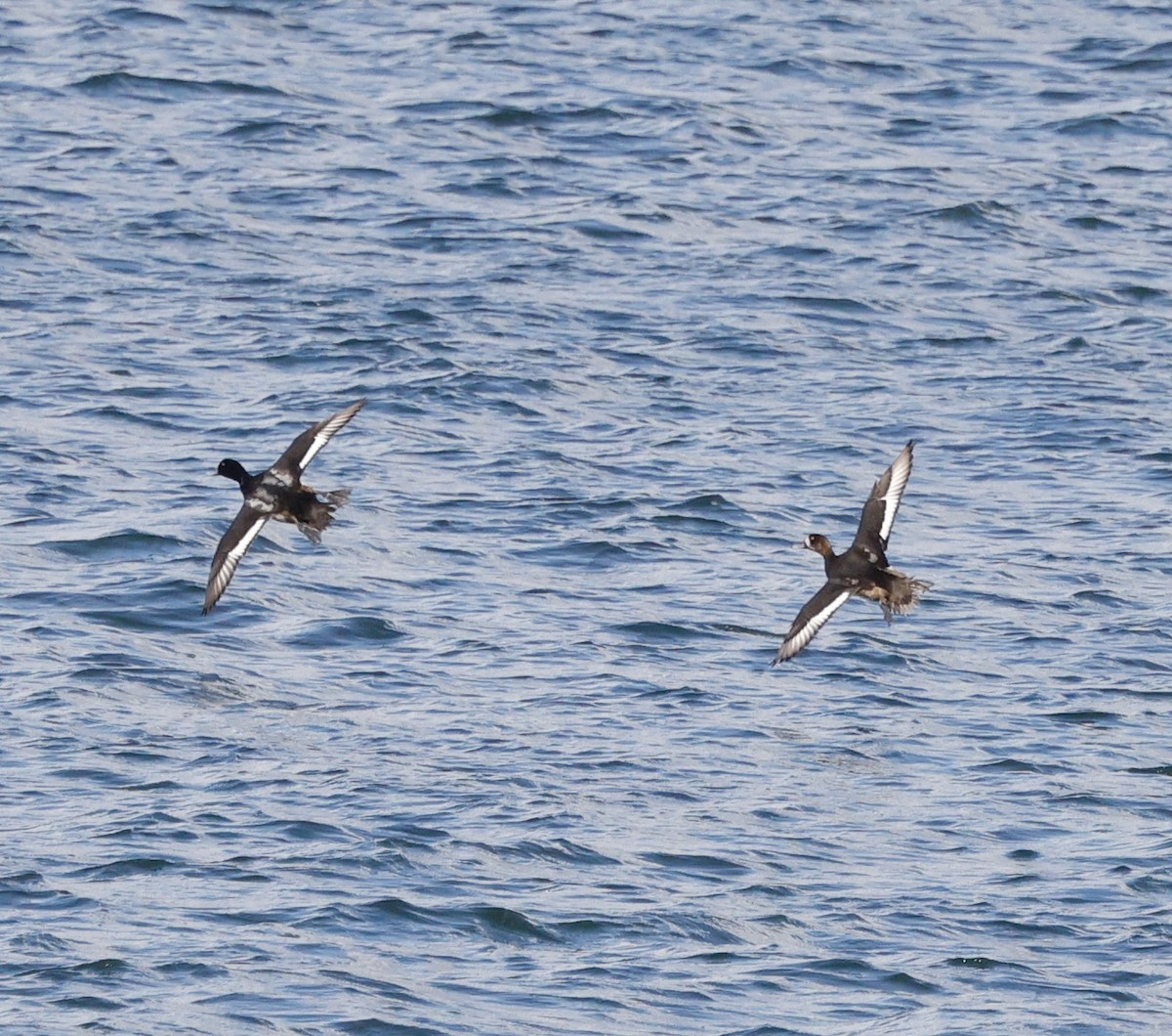 Морская чернеть - ML645423565