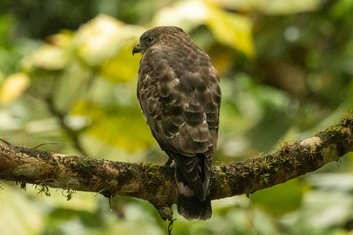 Канюк ширококрилий - ML645423567