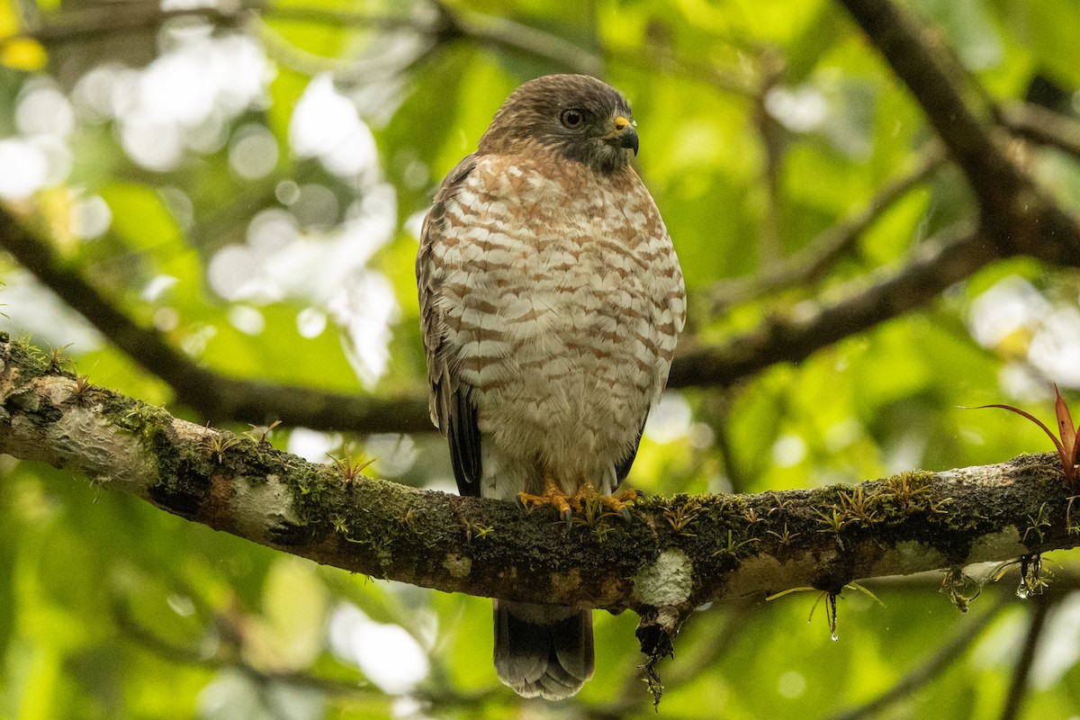 Канюк ширококрилий - ML645423568