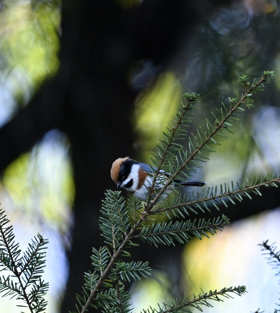 Black-throated Tit (Black-throated) - ML645423571