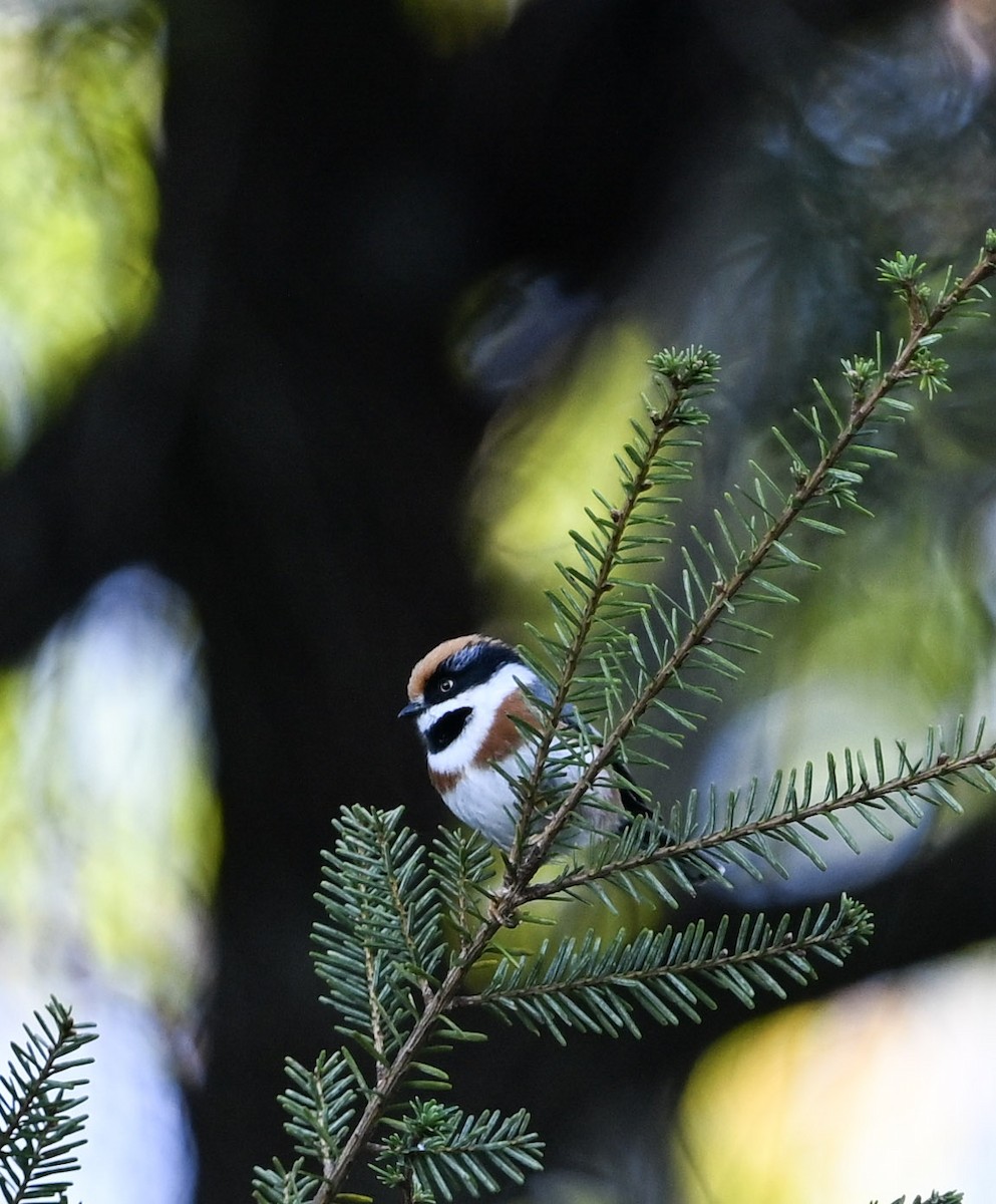 Black-throated Tit (Black-throated) - ML645423572