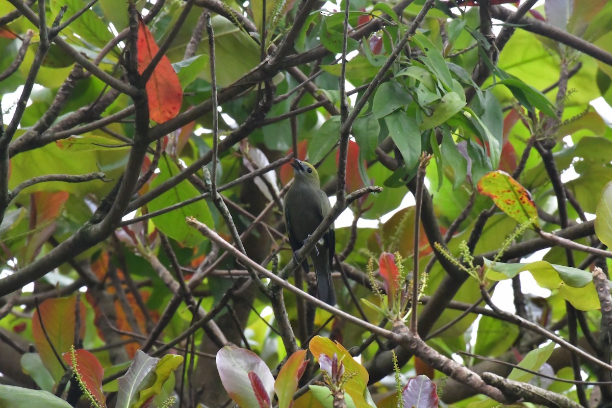 Tangara Palmera - ML645423573