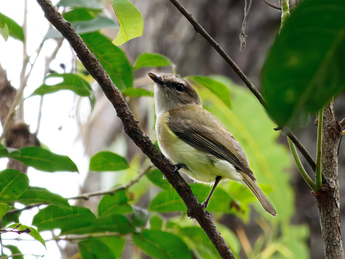 Gray Whistler - ML645423579