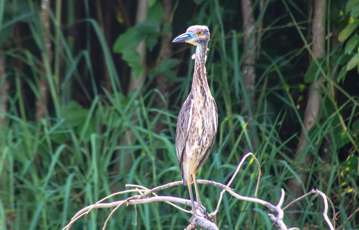 אנפת לילה צהובת-כיפה - ML645423580