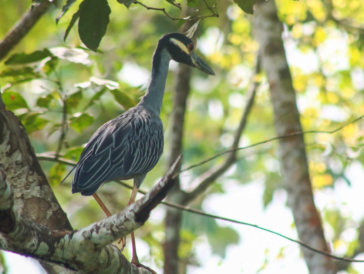 אנפת לילה צהובת-כיפה - ML645423581
