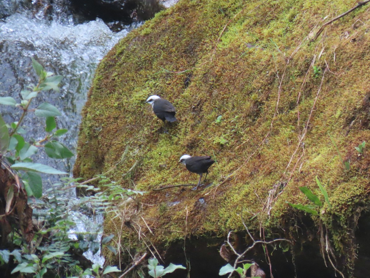 White-capped Dipper - ML645423582