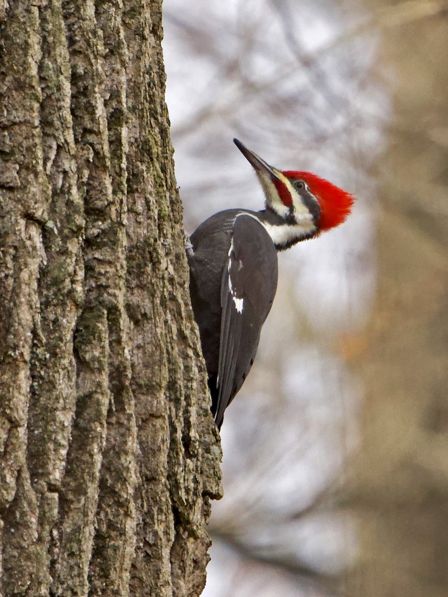 Хохлатая желна - ML645423587