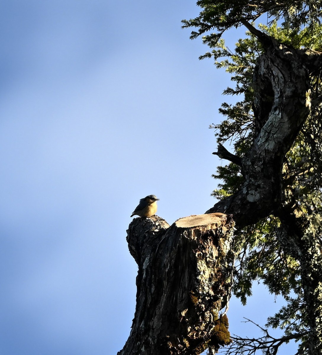 Eurasian Nuthatch (Chinese) - ML645423589
