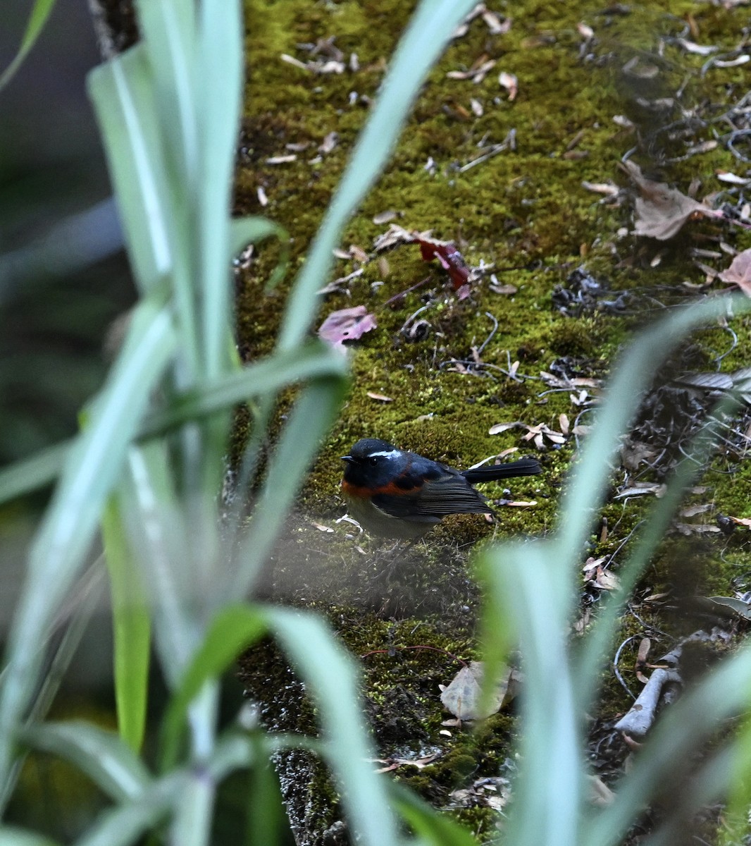 Collared Bush-Robin - ML645423597