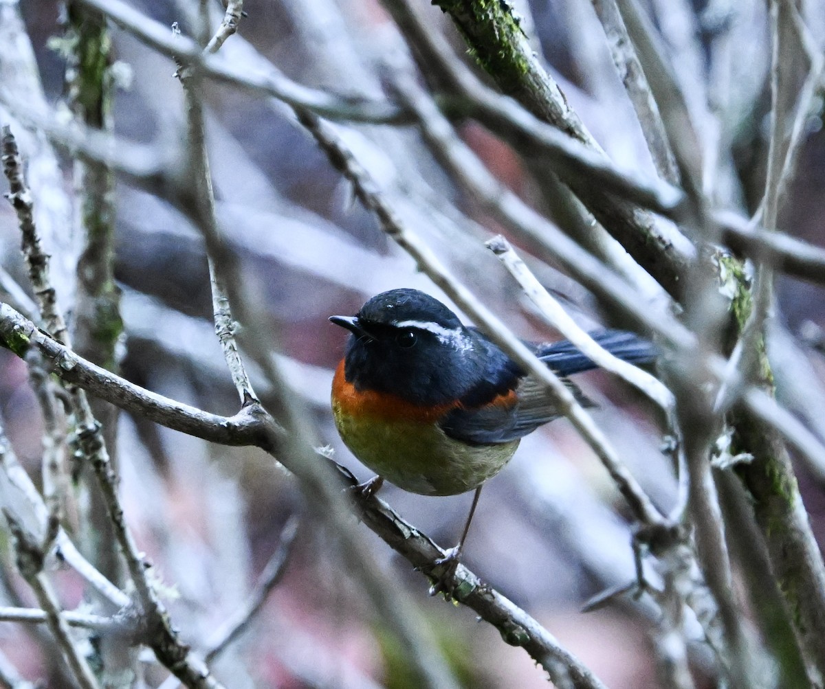 Collared Bush-Robin - ML645423608