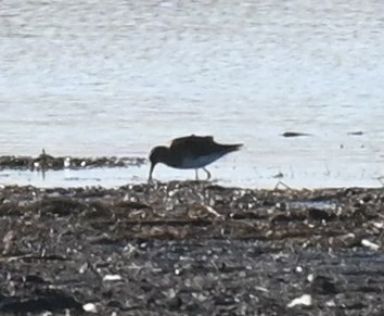 Pectoral Sandpiper - ML645423610