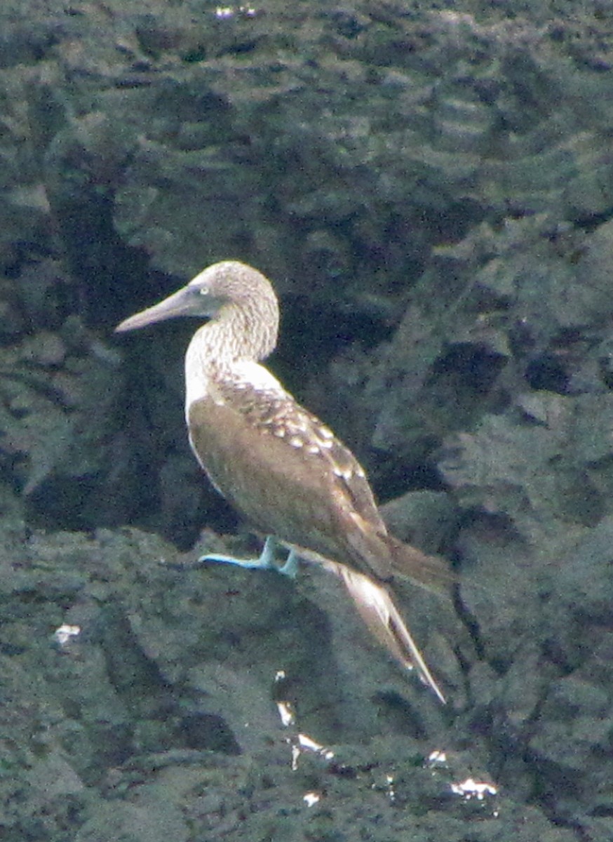 Blue-footed Booby - ML645423612