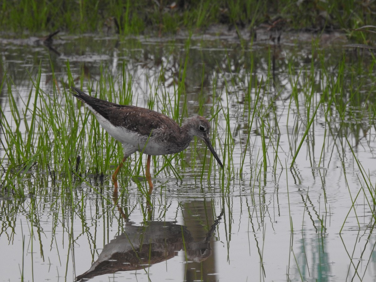 Greater Yellowlegs - ML645423616