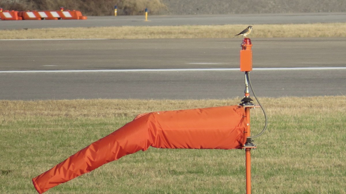 American Kestrel - ML645423628