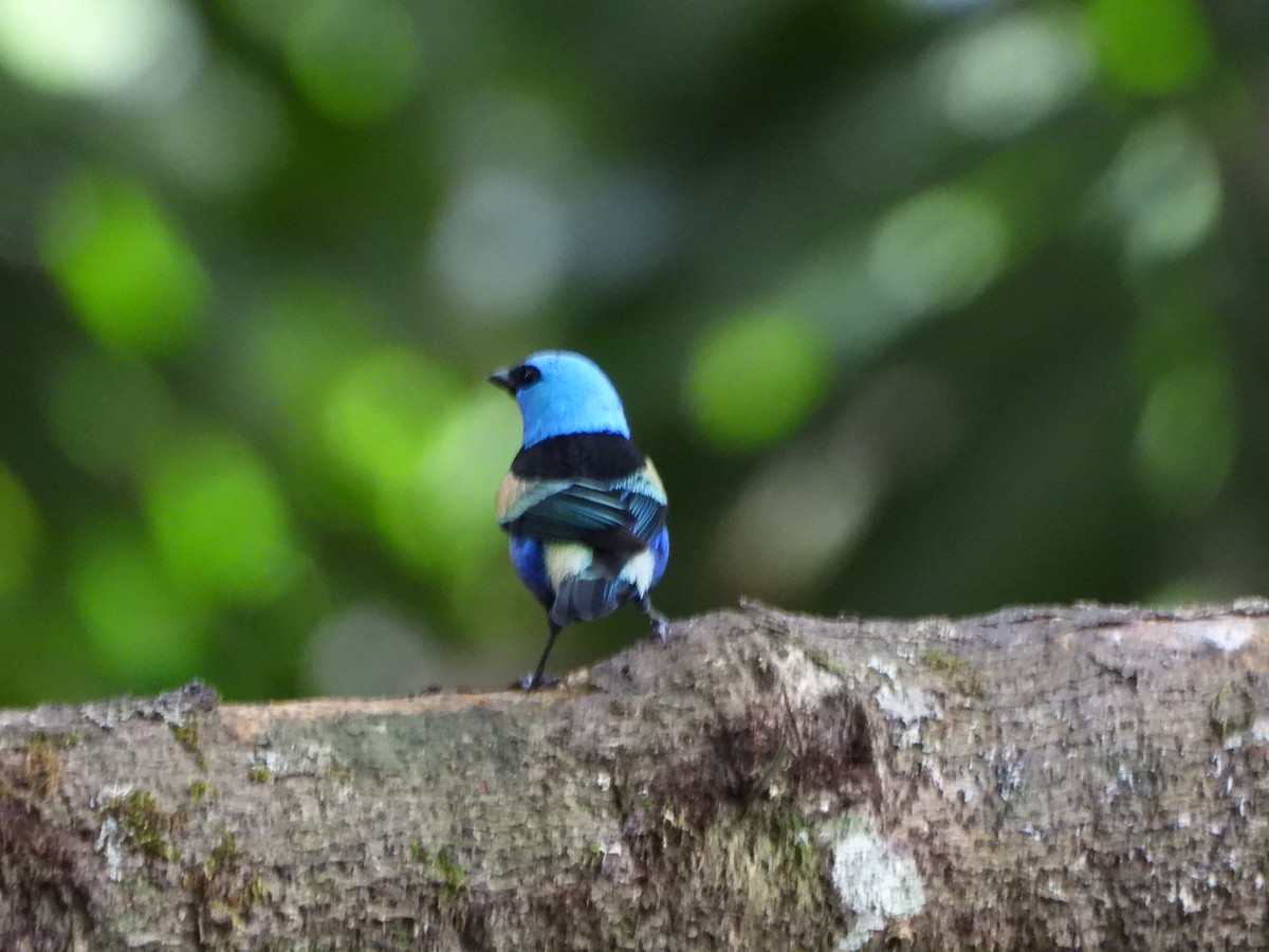 Azurkopftangare - ML645423630